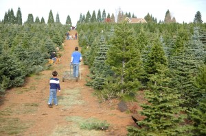 christmastrees
